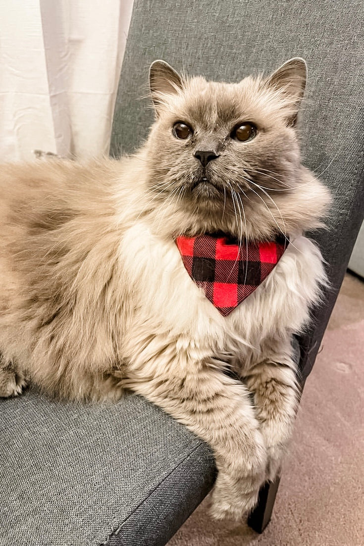 Red And Black Plaid Bandana