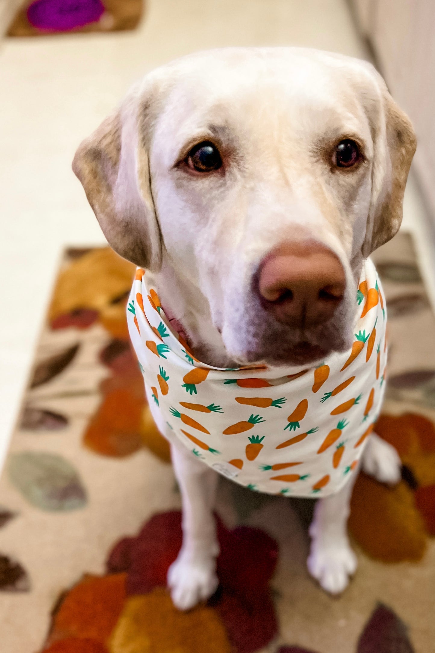 Carrots Bandana
