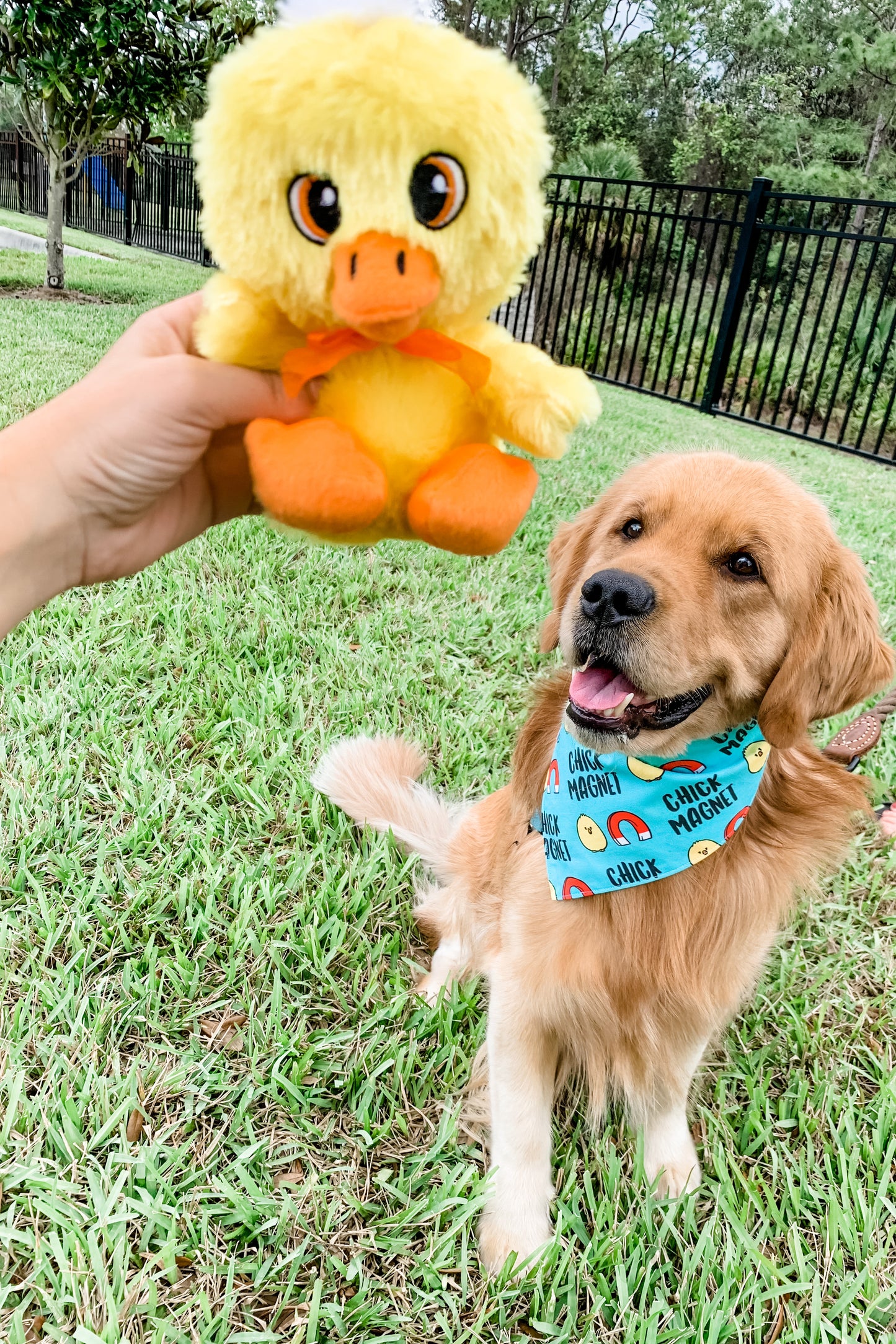 Chick Magnet Bandana